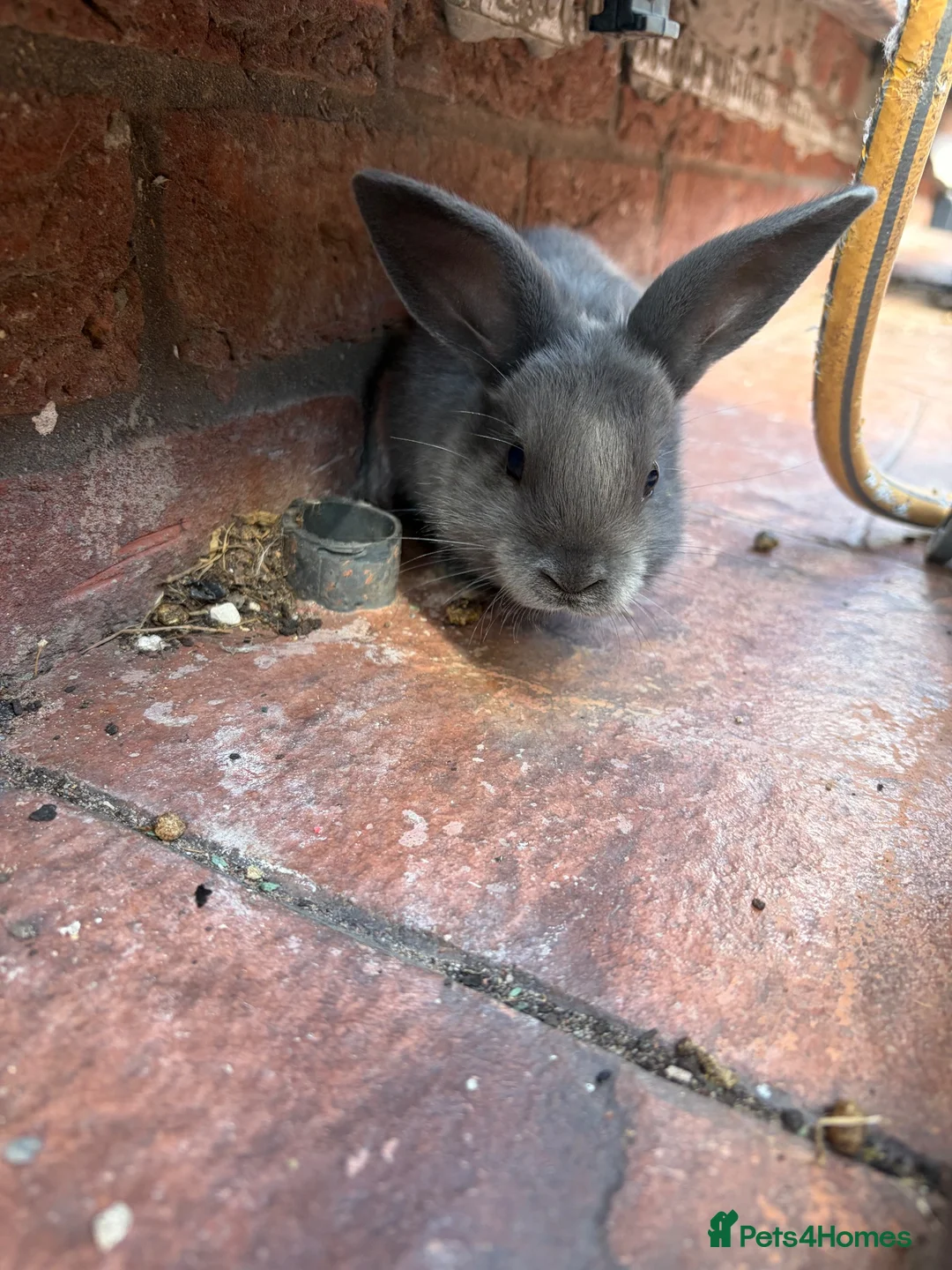 Mixed Breed rabbits for sale: 6 cute bunnies for sale - Advert 11