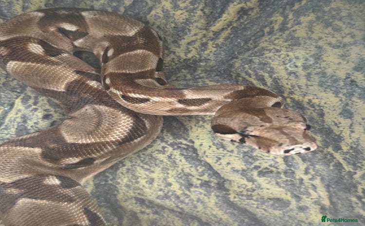 Boa Snake reptiles - Advert 1