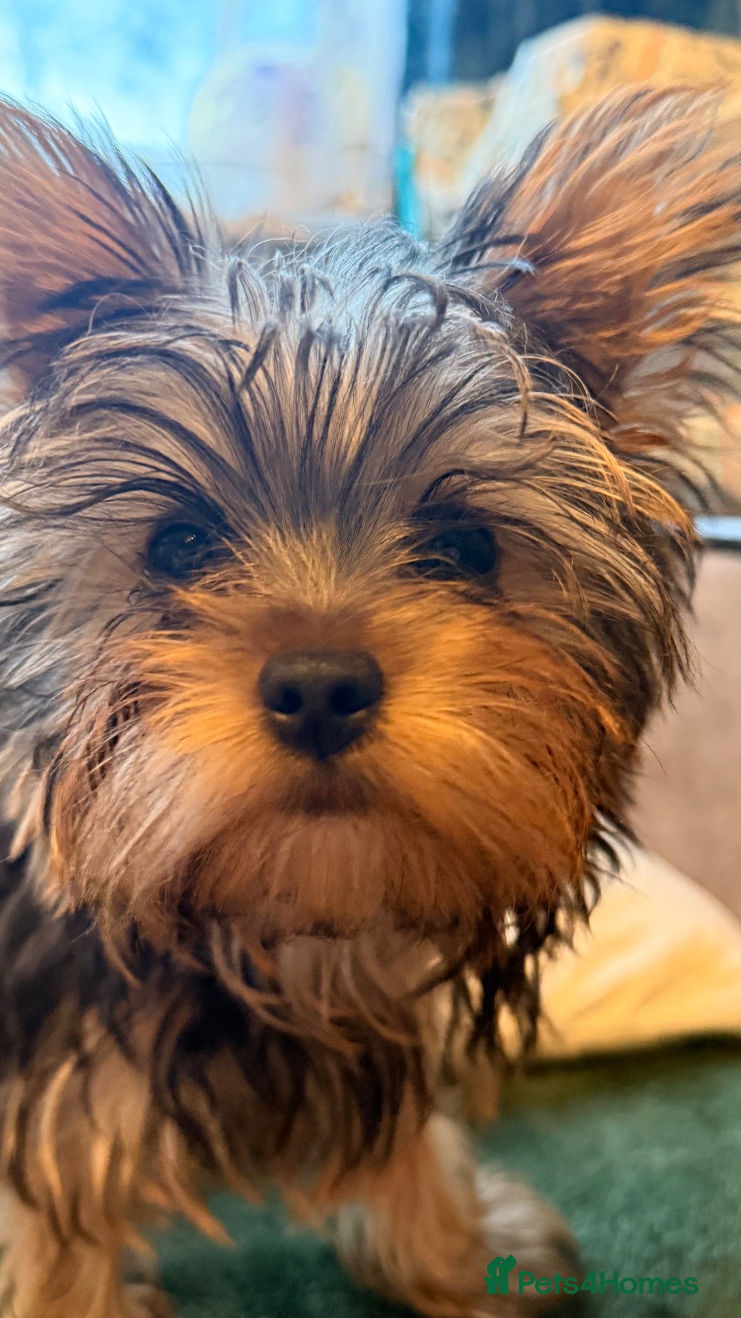 Yorkshire Terrier dogs For sale - Advert 2