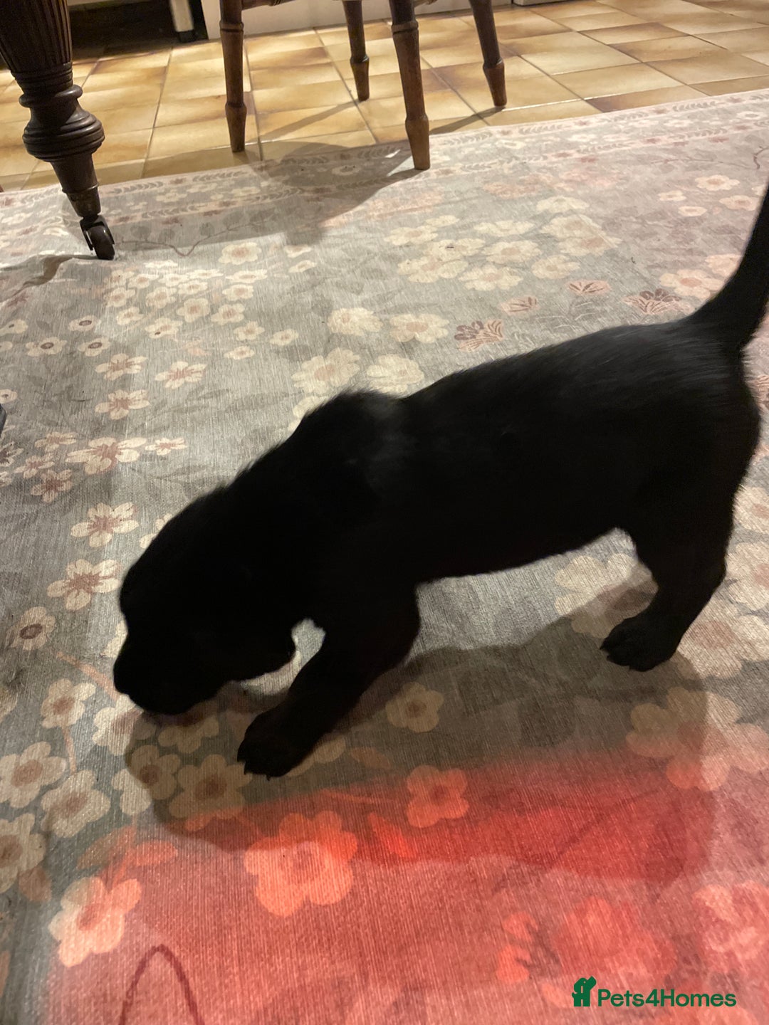 Labrador Retriever dogs for sale: Cotswold Born  Labrador Retriever Puppies. - Advert 13