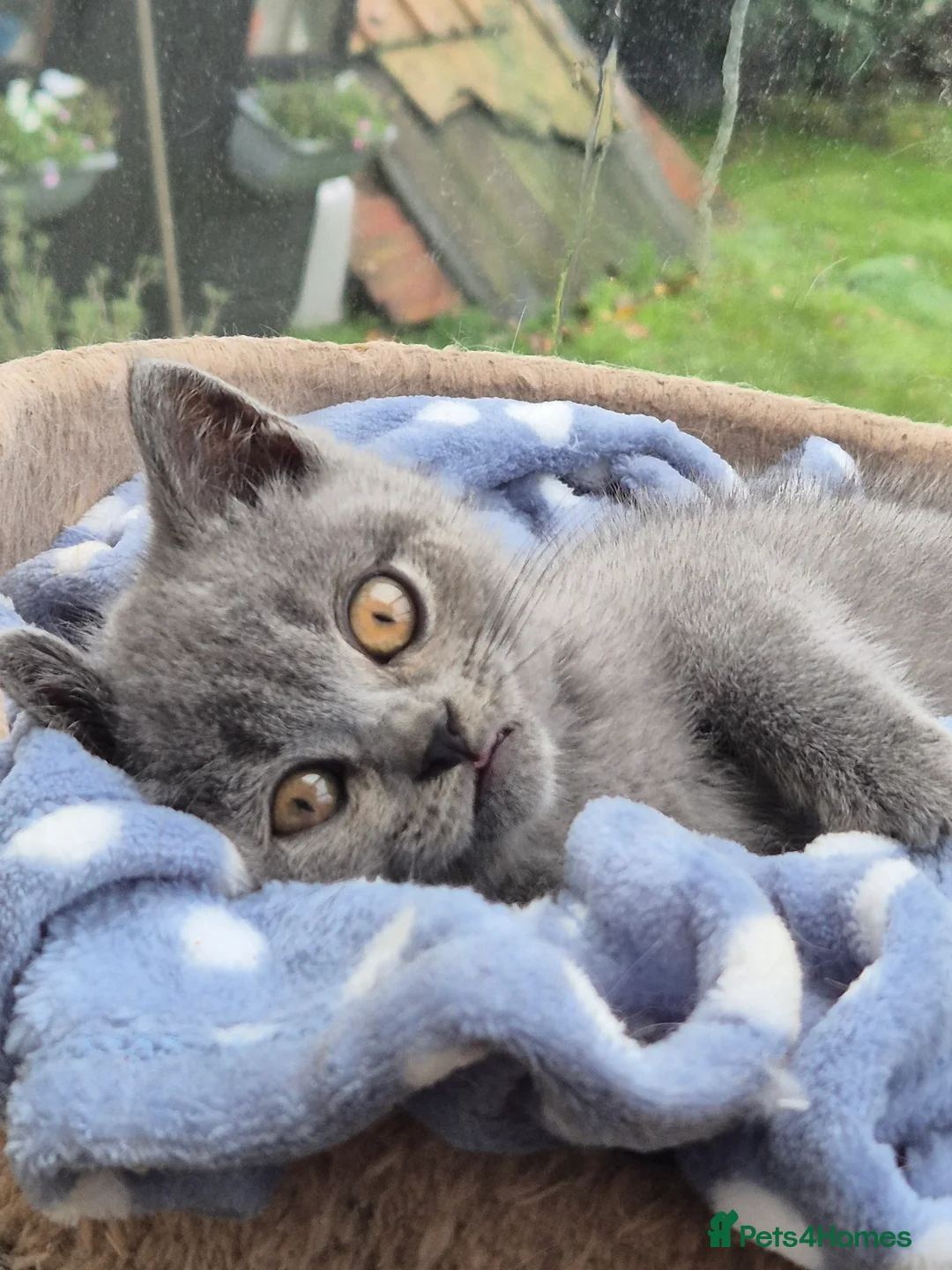 British Shorthair cats for sale: Stunning BSH kitten GCCF Reg Champion sired - Advert 21