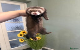 Ferret rodents for sale: 2 Jills - Image 3