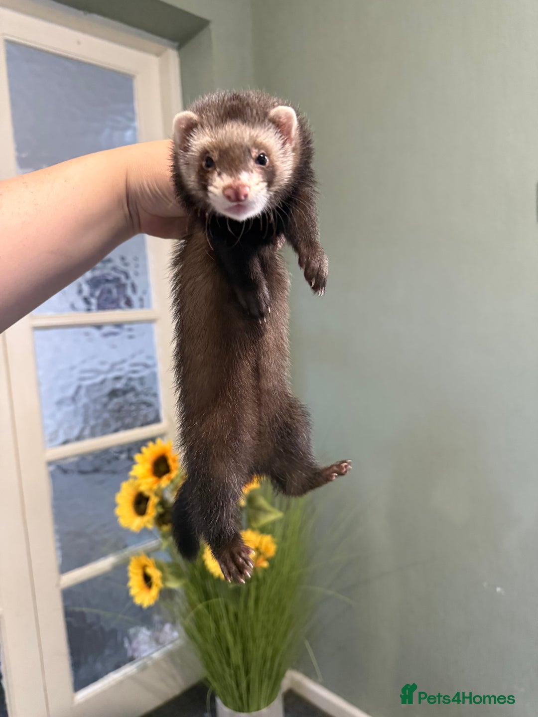 Ferret rodents for sale: 2 Jills - Image 3