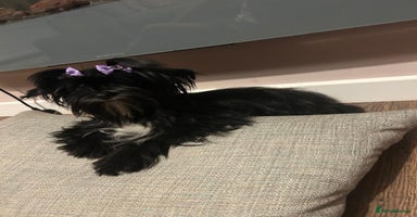 Yorkshire Terrier dogs - Advert 14