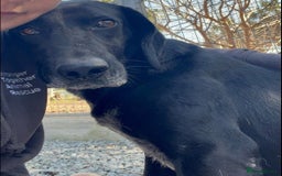 Mixed Breed dogs for adoption: Raven the gentle Labrador cross  - Image 2