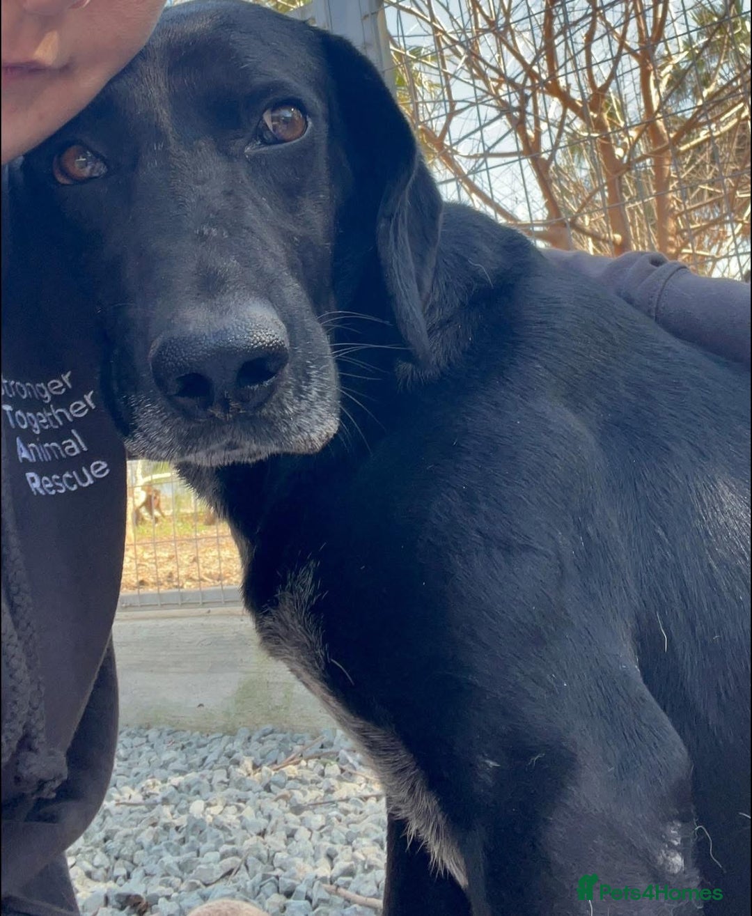 Mixed Breed dogs for adoption: Raven the gentle Labrador cross  - Image 2