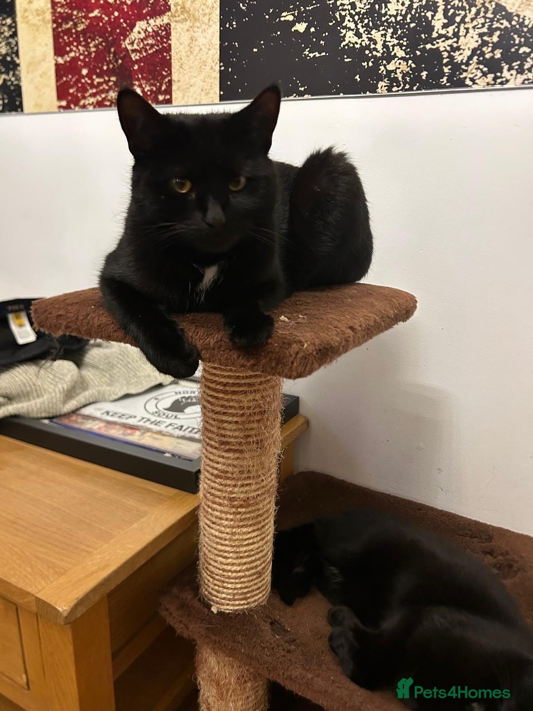 Mixed Breed cats for sale:  **  - Two beautiful twin girls  - Advert 7