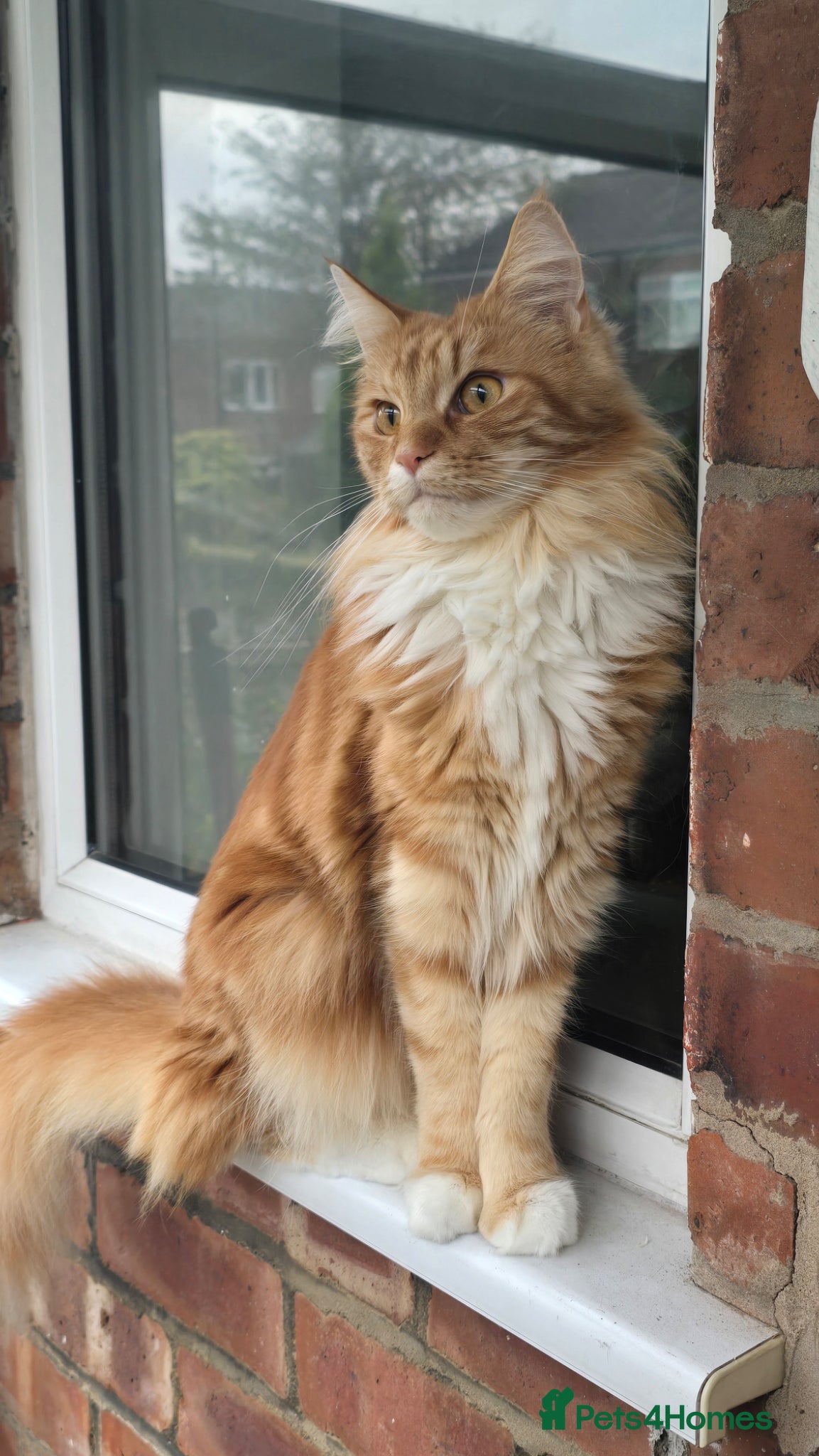 Maine Coon cats for sale: 3 Year Old Maine Coon Brother and Sister in Bradford - Advert 3