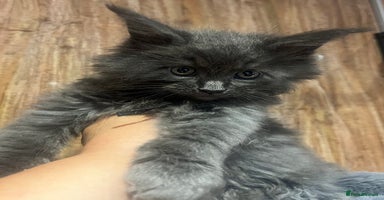 Maine Coon cats - Advert 2