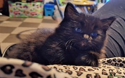 Mixed Breed cats for sale: Fluffy Kittens Gorgeous Personalities! 🐱💞 - Image 7