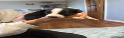 Border Collie dogs for sale: Puppies for sale  - Advert 9