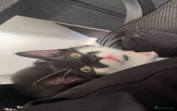 Mixed Breed cats for sale: Male kitten  - Image 4