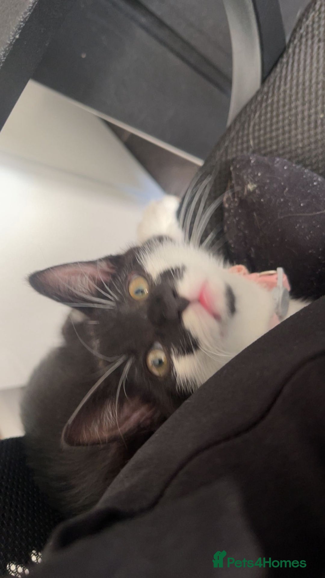 Mixed Breed cats for sale: Male kitten  - Image 4