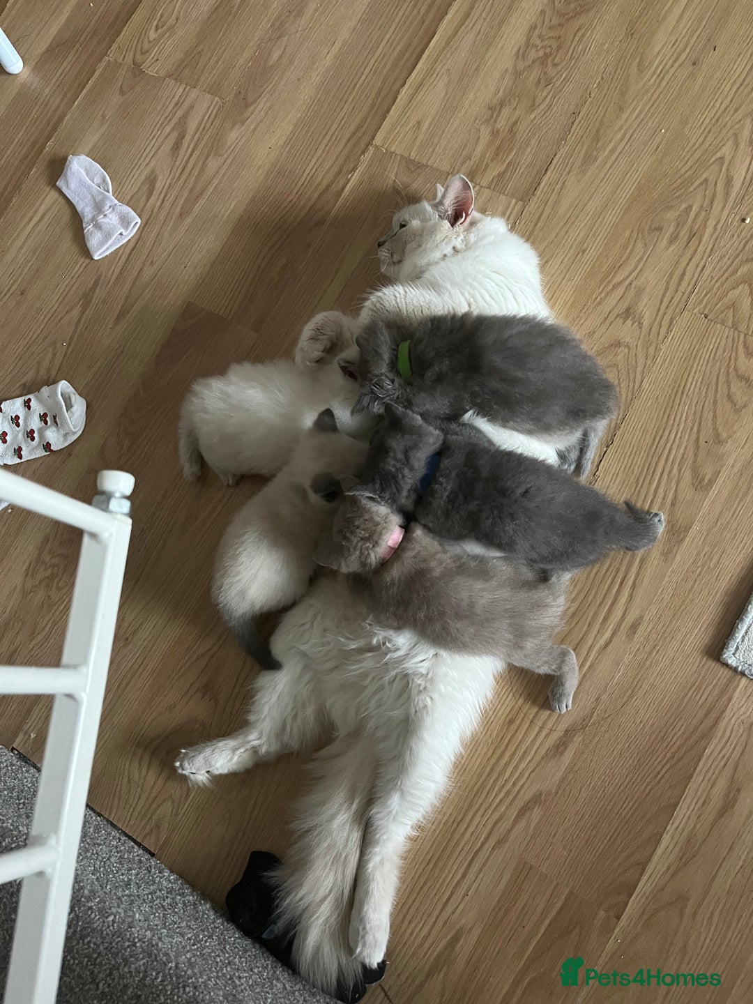 Ragdoll cats for sale: One beautiful blue boy Ragdoll x BSH - Image 19