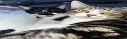 Mixed Breed cats for sale: To male cats for rehoming £20  - Advert 2