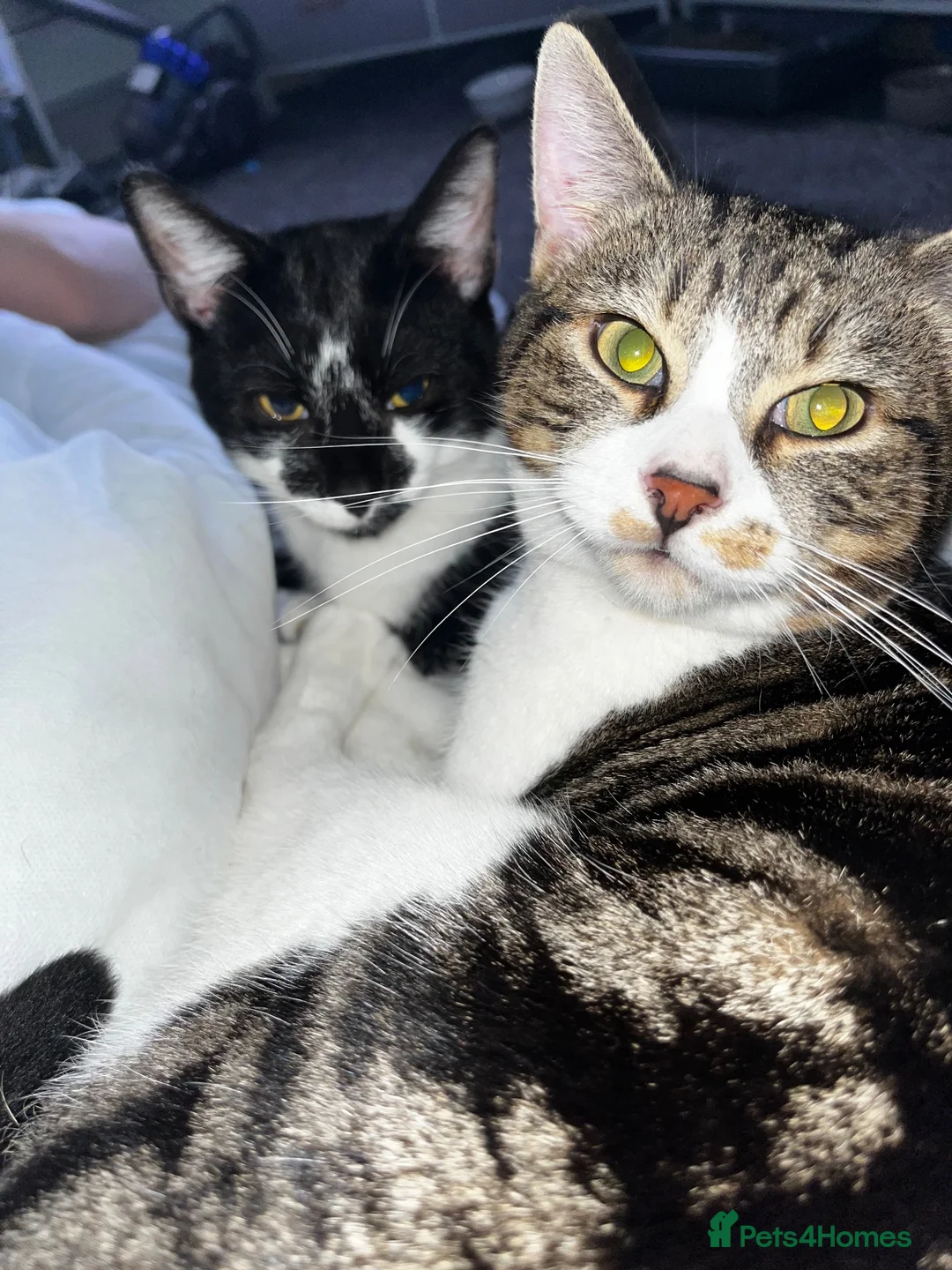 Mixed Breed cats for sale: To male cats for rehoming £20  - Advert 2
