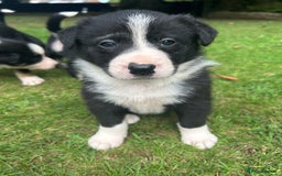 Border Collie dogs for sale: Border Collie - Image 5