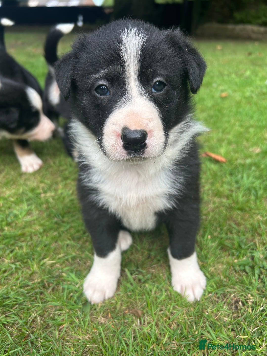 Border Collie dogs for sale: Border Collie - Image 5