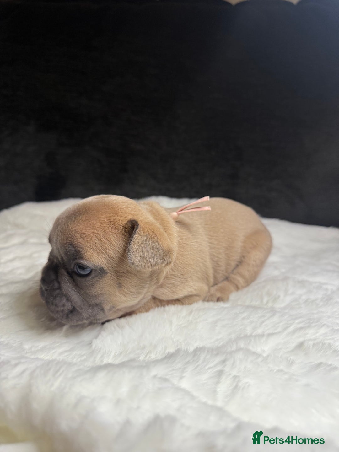 French Bulldog dogs for sale: French Bulldog puppies - Advert 6