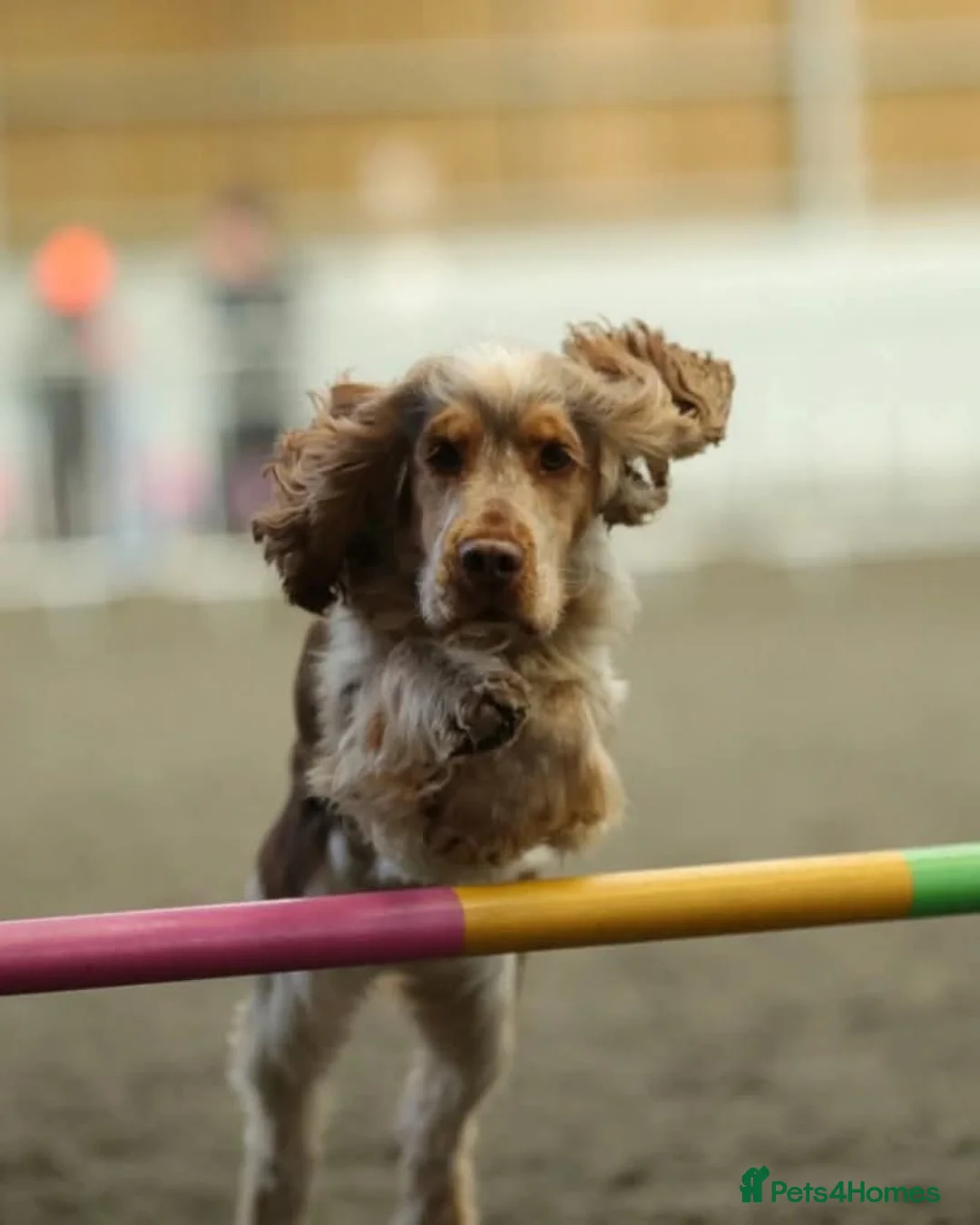 Cocker Spaniel dogs for stud: KC reg show cocker spaniel, proven health tested  - Advert 8