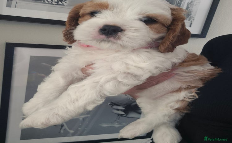 Cavapoo dogs - Advert 2