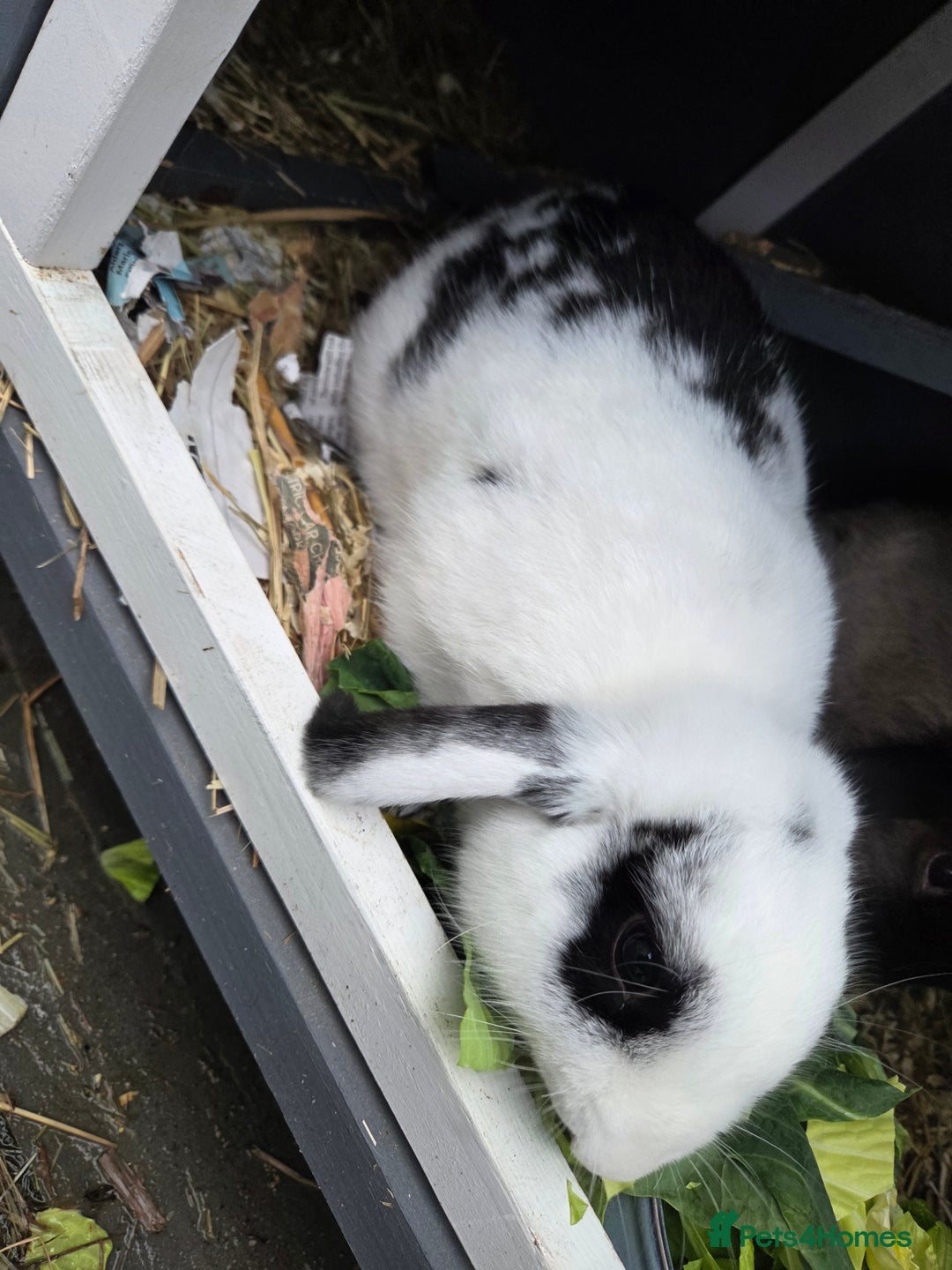 Mixed Breed rabbits for sale: 2 male rabbits and cage plus accessories  - Advert 3