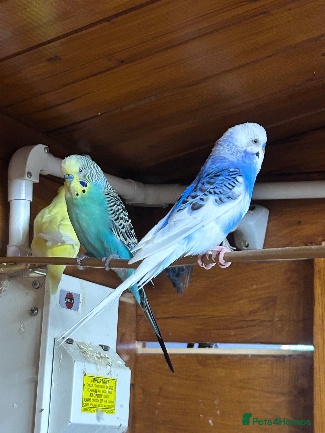 Budgerigars birds for sale: Mixed ages budgies for sale - Image 3