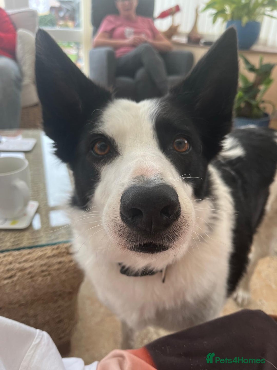 Border Collie dogs for sale: Female short haired border collie - Advert 2