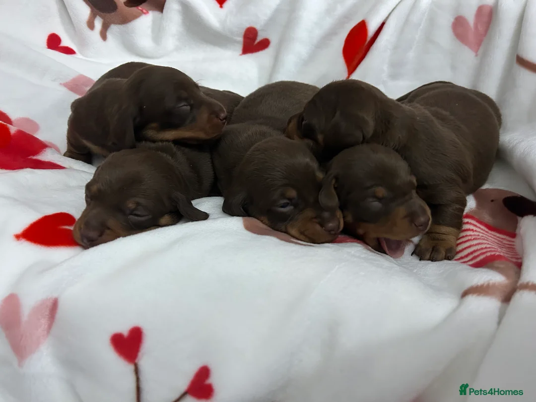 Miniature Dachshund dogs for sale: KC Reg Miniature Smooth Dachshund  - Advert 4