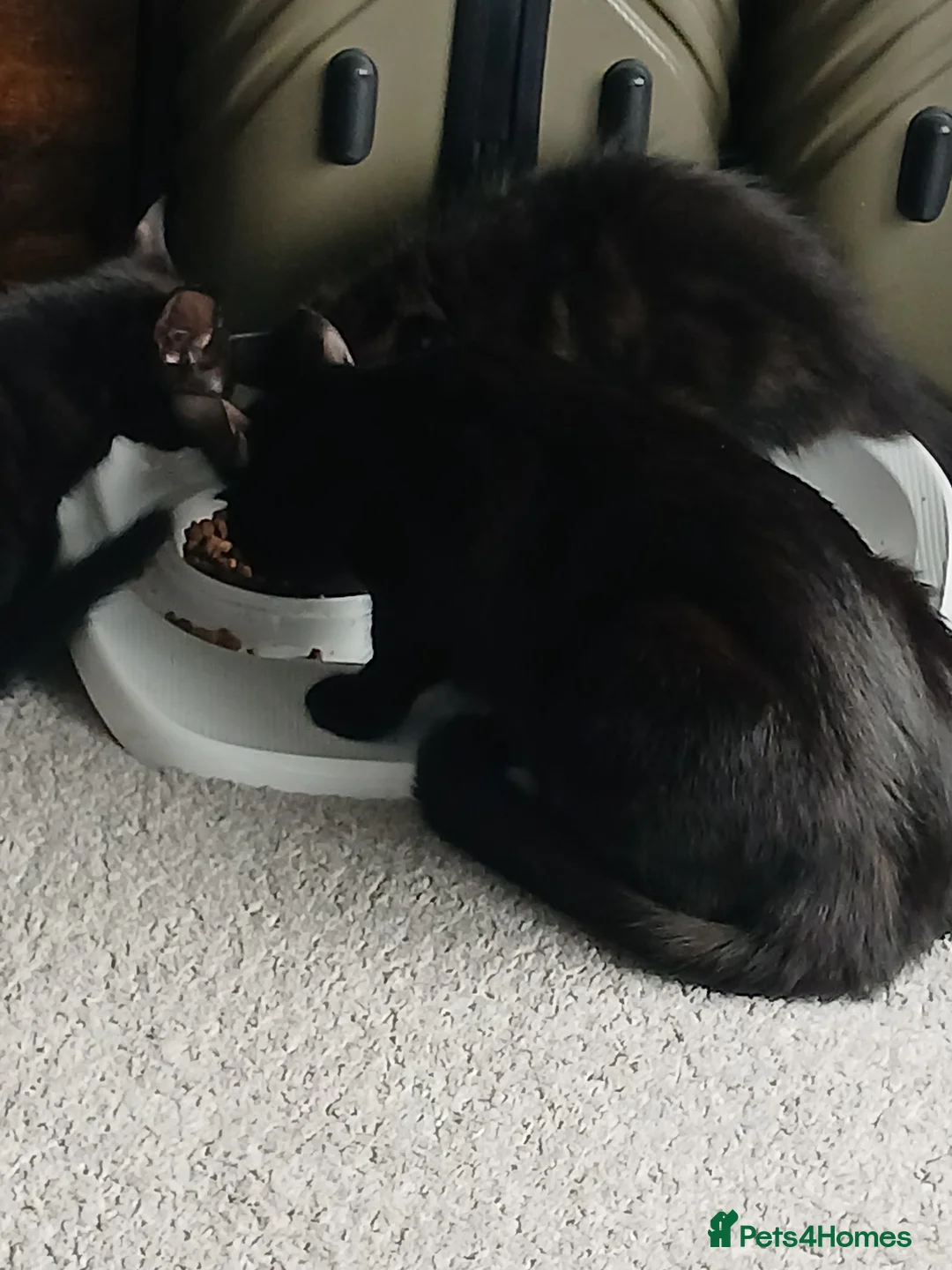 Mixed Breed cats for sale: 3 kittens ready to leave - Advert 2