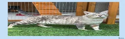 Bengal cats for stud: TICA reg Snow Lynx Bengal Stud health tested  - Advert 1