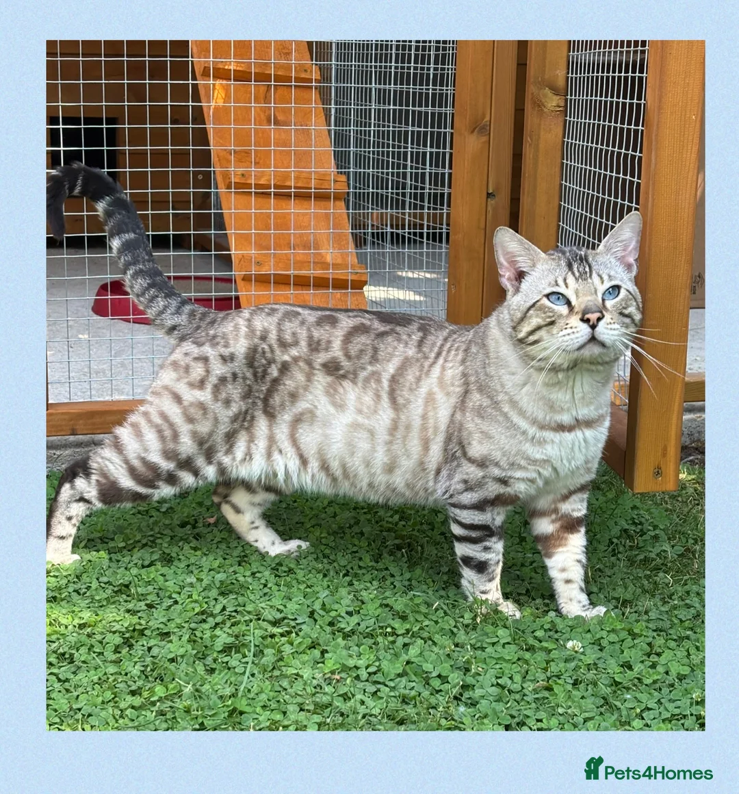 Bengal cats for stud: TICA reg Snow Lynx Bengal Stud health tested  - Advert 1