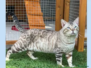 Bengal cats for stud: TICA reg Snow Lynx Bengal Stud health tested - Advert 2