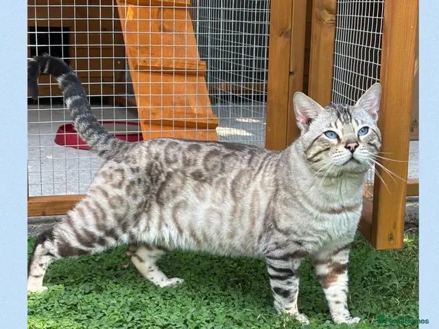 Bengal cats TICA reg Snow Lynx Bengal Stud health tested - Advert 1
