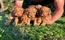 Cockapoo dogs for sale: Deep Fox Red Cockerpoos  - Image 7