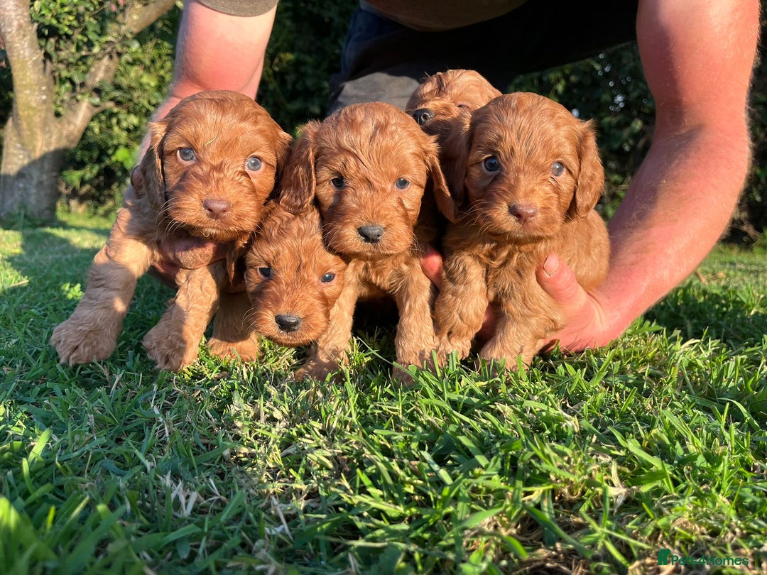 Cockapoo dogs for sale: Deep Fox Red Cockerpoos  - Image 7