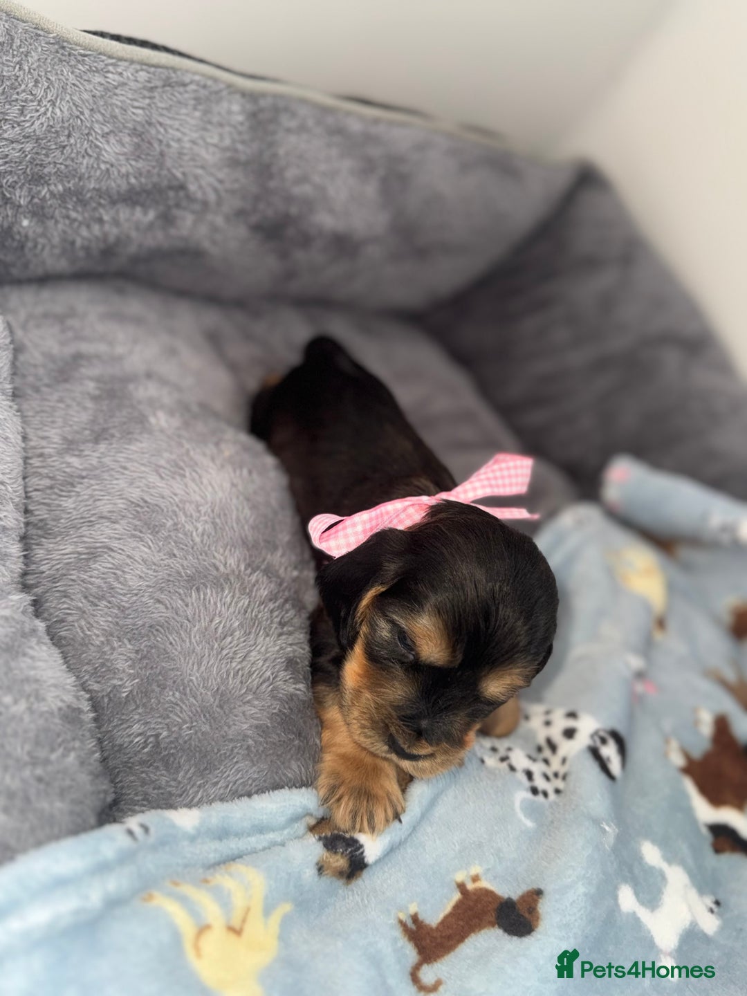 Cocker Spaniel dogs for sale: Beautiful show type cocker spaniel puppies  - Image 7
