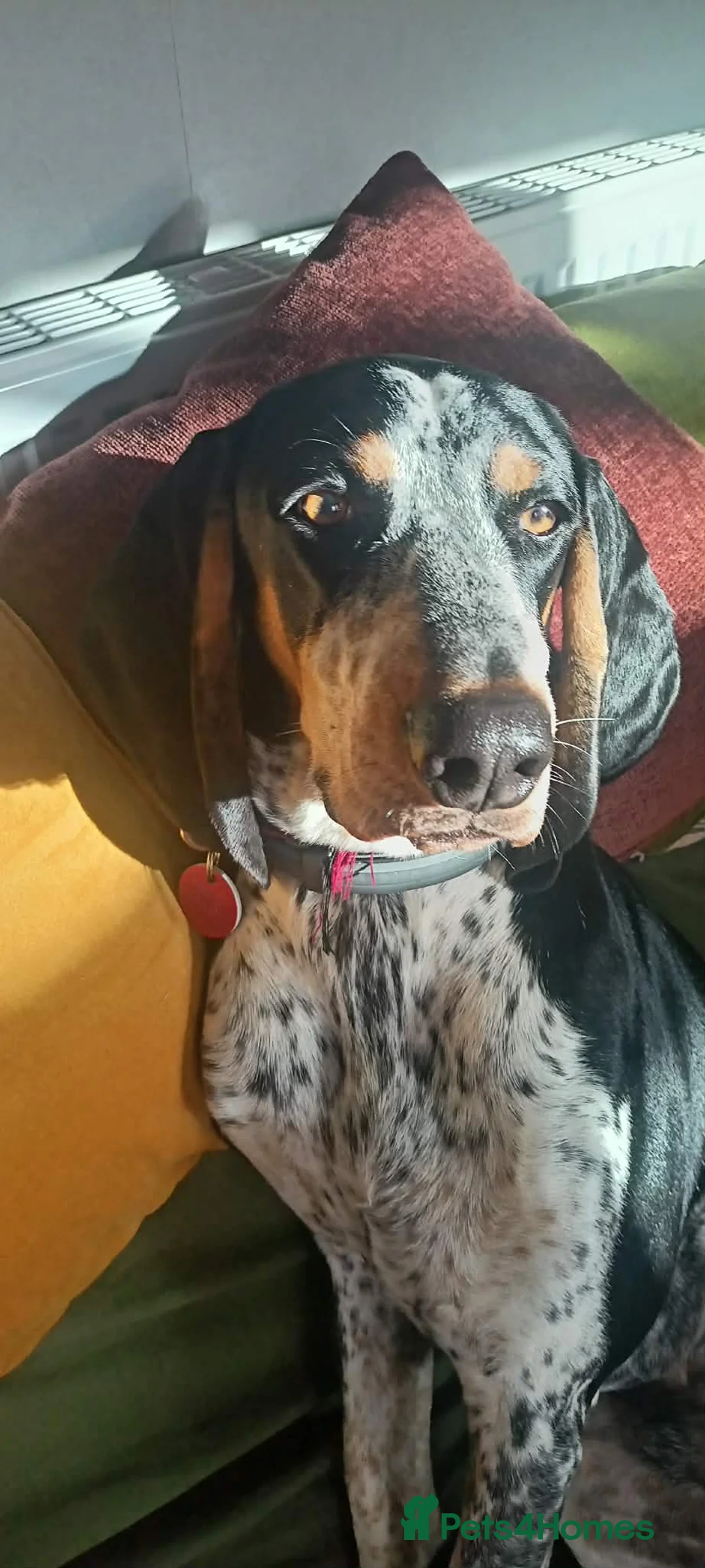 Mixed Breed dogs for adoption: Rocky Bluetick Coonhound  - Advert 13