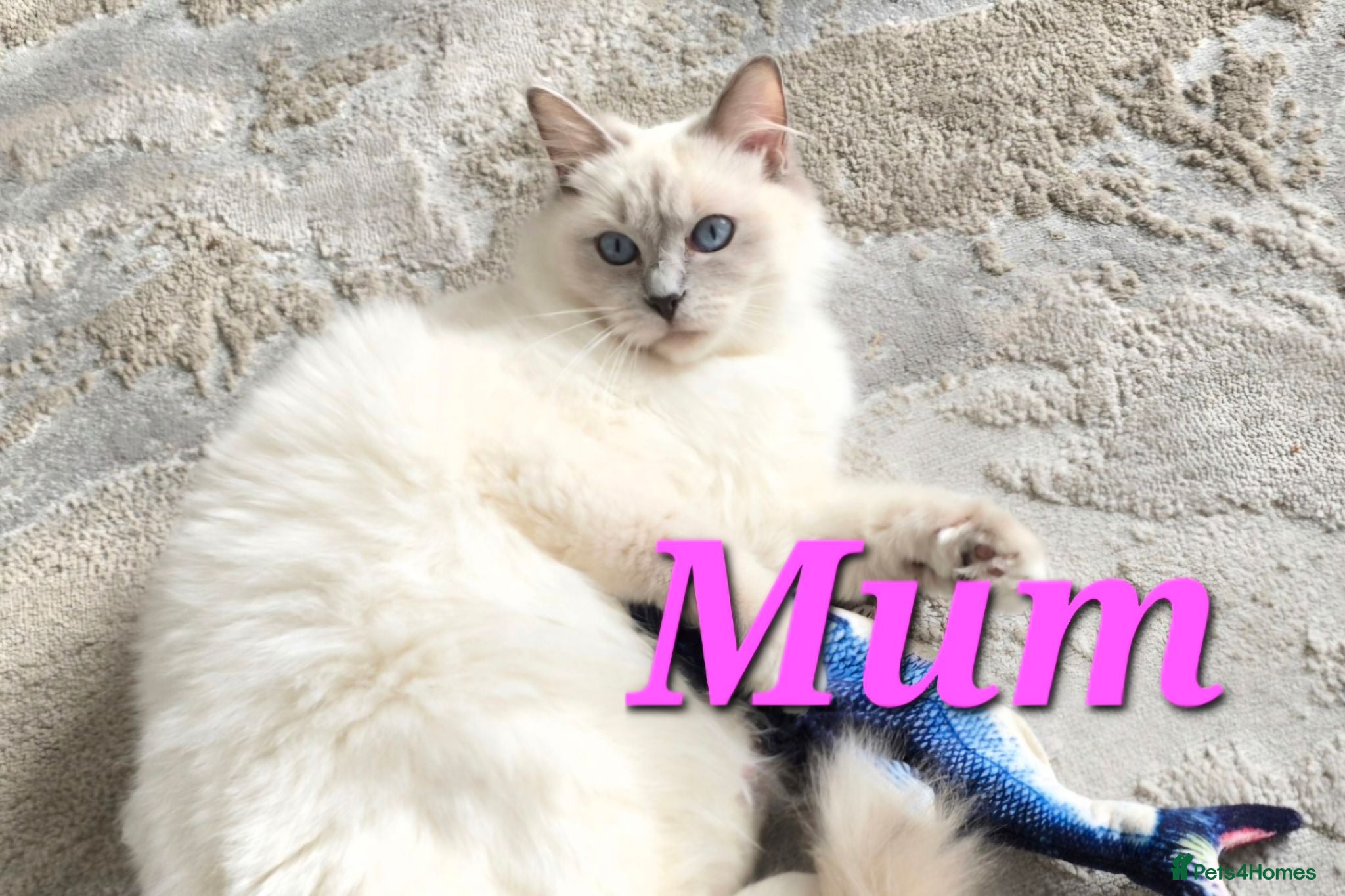 Ragdoll cats 🤍 Pure Ragdoll Kittens Ready to Reserve - Advert 2