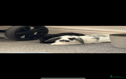 Mini Lop rabbits for sale: Mini lops - Image 3
