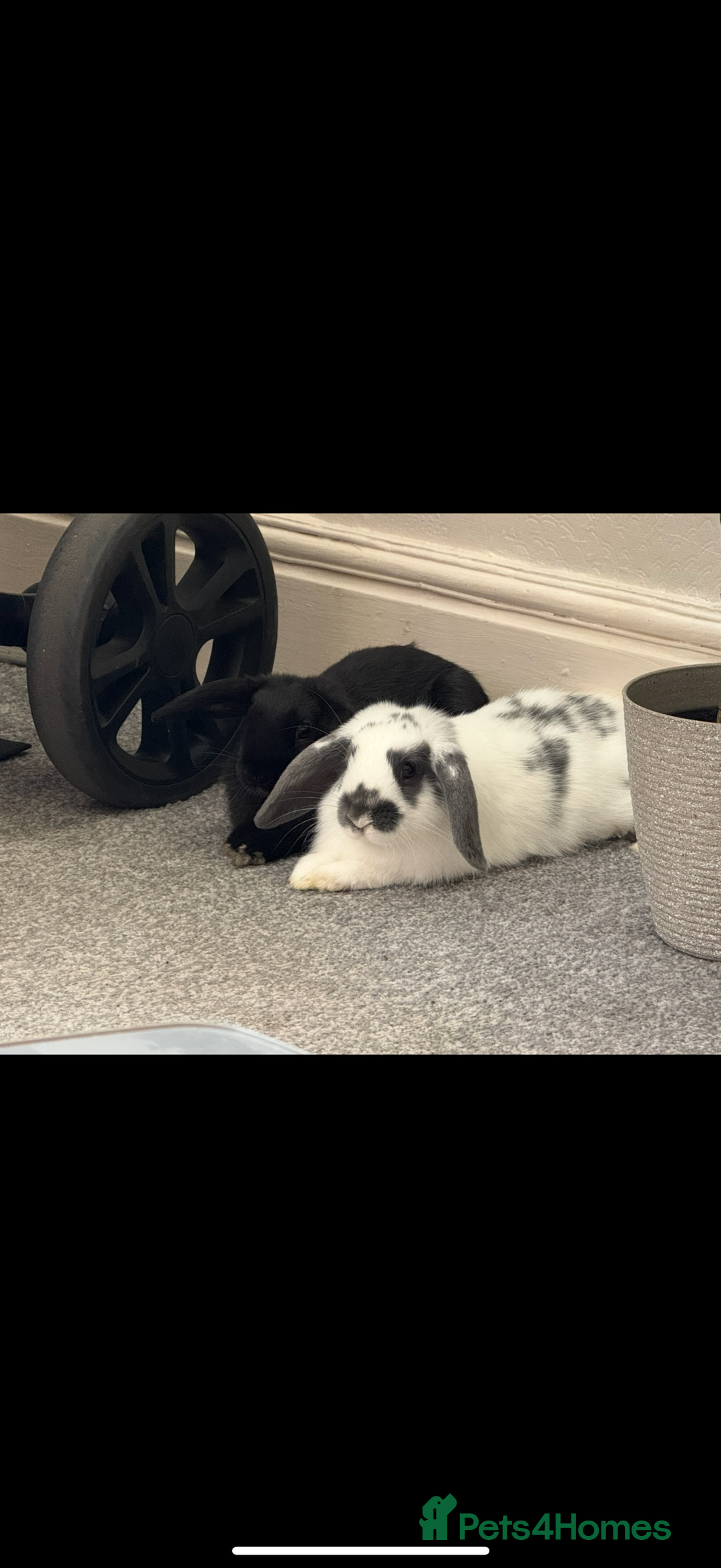 Mini Lop rabbits for sale: Mini lops - Image 3