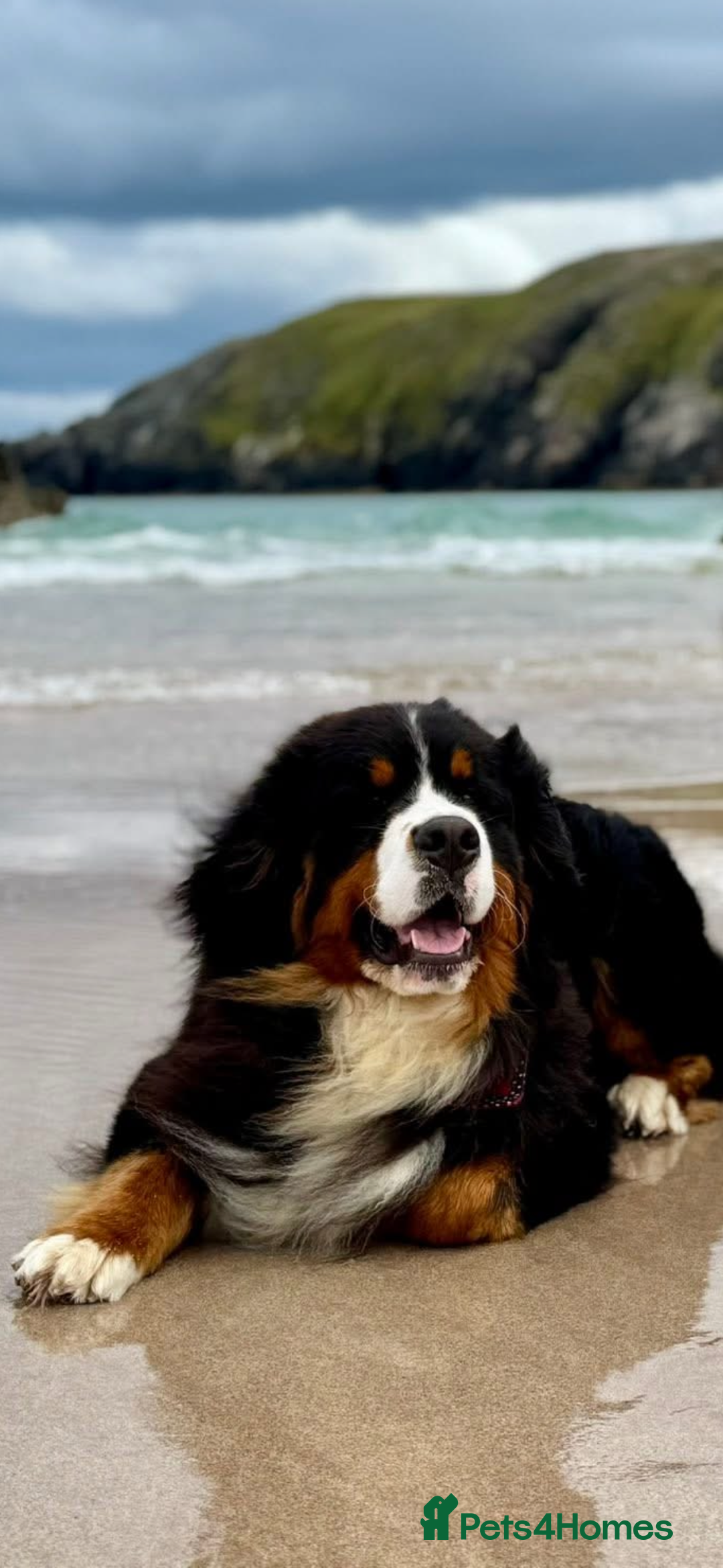 Bernese Mountain Dog dogs for stud: Gorgeous Bernese stud Maui - Advert 4