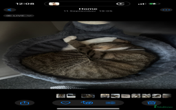 Mixed Breed cats for sale: Rehome for cats  - Image 6