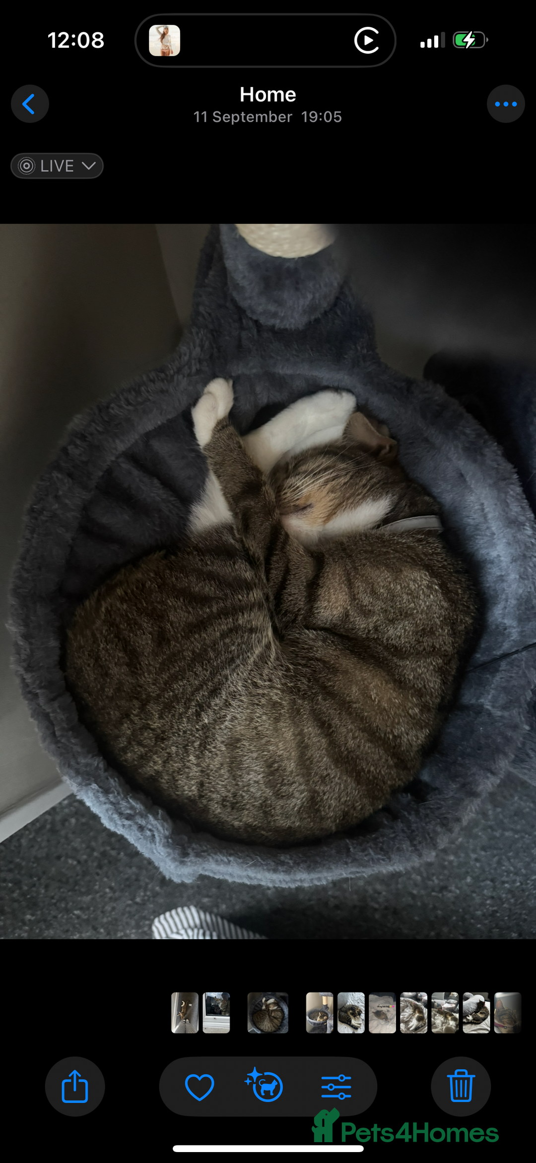 Mixed Breed cats for sale: Rehome for cats  - Image 6