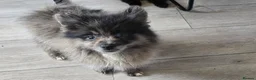 Pomeranian dogs for sale:  3 gorgeous pomeranian puppies available  - Advert 4