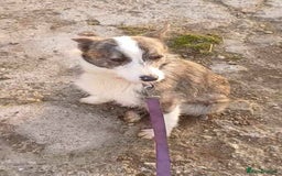 Mixed Breed dogs for adoption: Meet Fox, currently residing in Essex  - Image 6