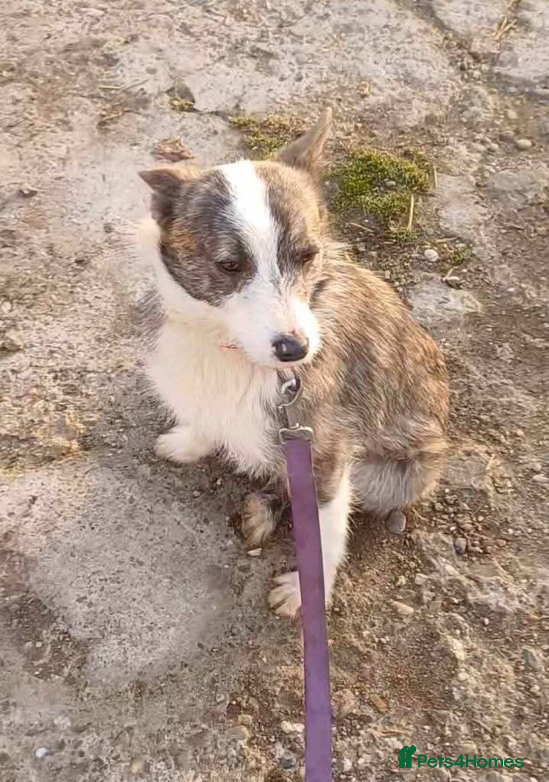 Mixed Breed dogs for adoption: Meet Fox, currently residing in Essex  - Image 6