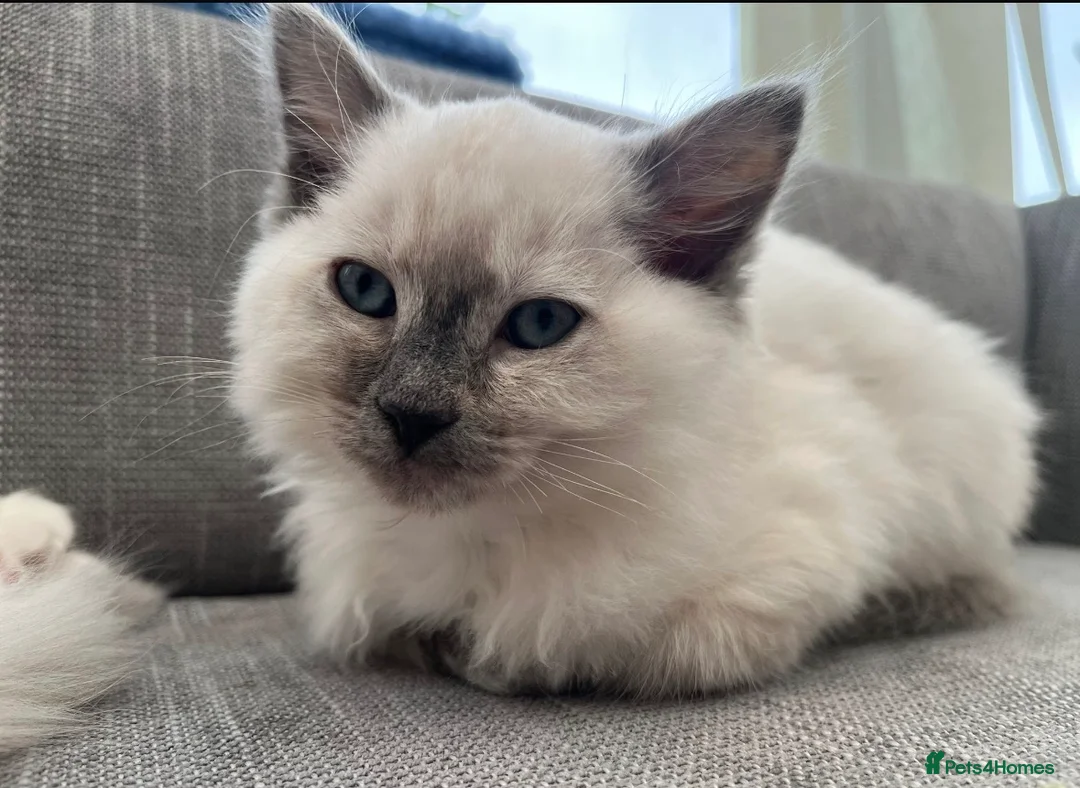 Ragdoll cats for sale: Ragdoll female kitten in Kidderminster - Advert 5