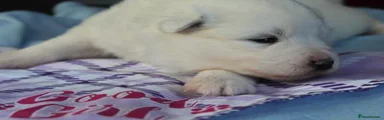 Puppy 6- purple collar 