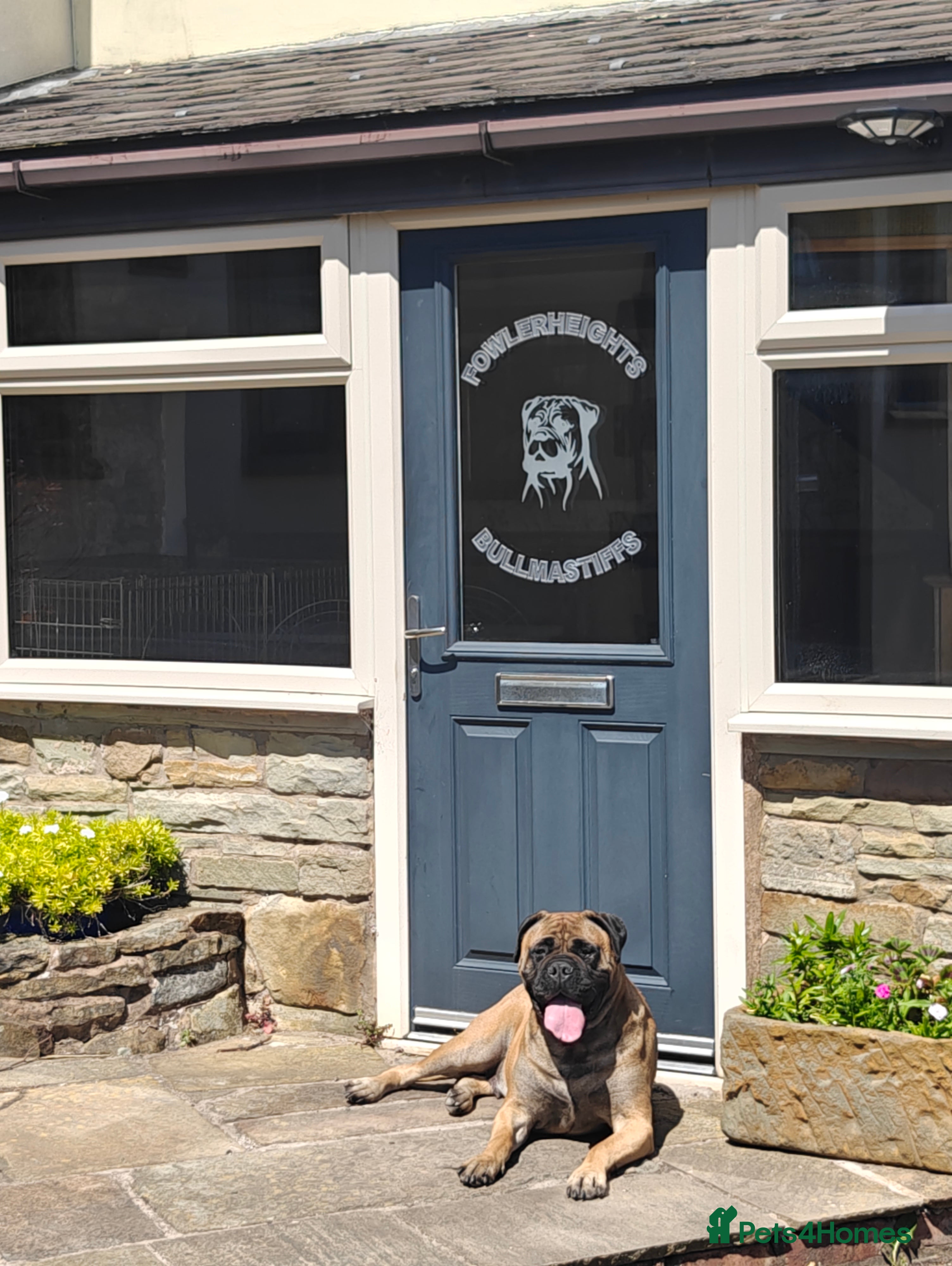 Bullmastiff dogs for sale: Kc reg red  bullmastiff bitch 14 weeks available  - Advert 2